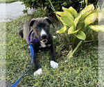 Small #1 Labrador Retriever Mix