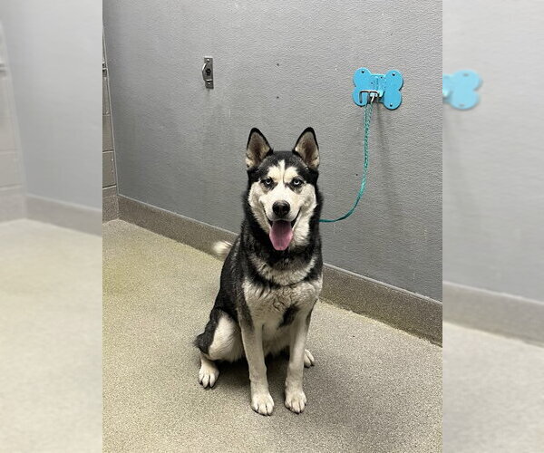 Medium Photo #1 Siberian Husky-Unknown Mix Puppy For Sale in Las Vegas, NV, USA