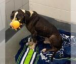 Small #1 American Staffordshire Terrier Mix
