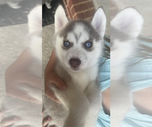 Siberian Husky Puppy for Sale in MARYVILLE, Tennessee USA