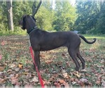Small Photo #3 Great Dane Puppy For Sale in SALEM, NJ, USA