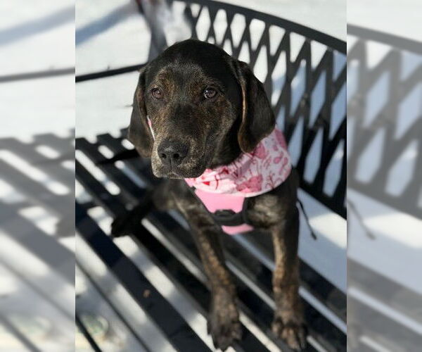 Medium Photo #1 Labrador Retriever-Unknown Mix Puppy For Sale in Warrenton, VA, USA