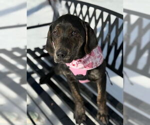 Labrador Retriever-Unknown Mix Dogs for adoption in Warrenton, VA, USA