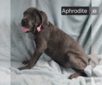 Small #11 Cane Corso