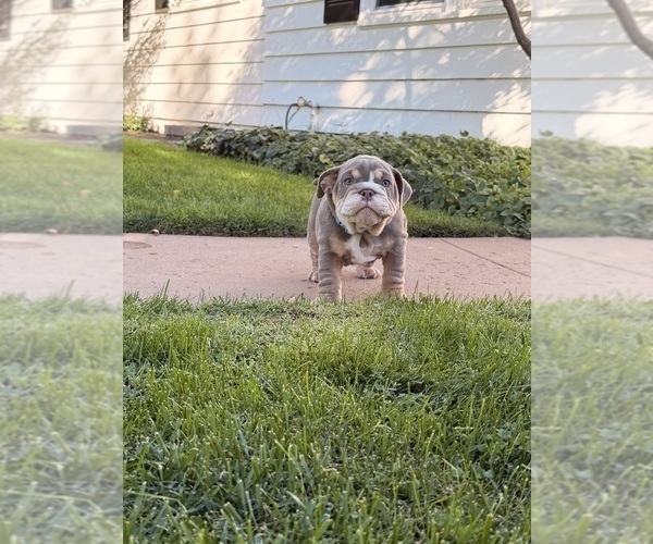 Medium Photo #8 Bulldog Puppy For Sale in MERCED, CA, USA