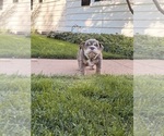 Litter of 4 - Male(s) and Female(s) BulldogLitter of Puppies for Sale - Photo #8