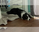 Small #3 Australian Shepherd