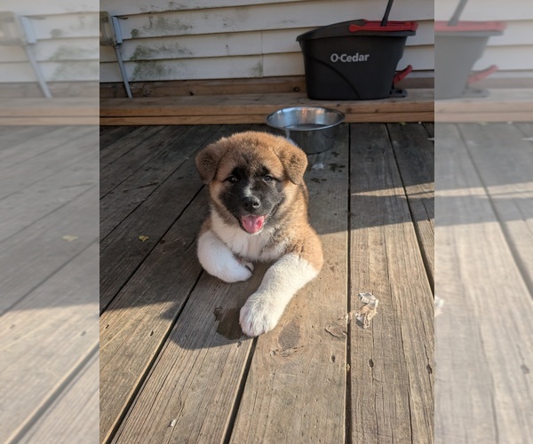 Medium Photo #1 Akita Puppy For Sale in MOHRSVILLE, PA, USA