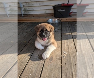 Akita Puppy for sale in MOHRSVILLE, PA, USA