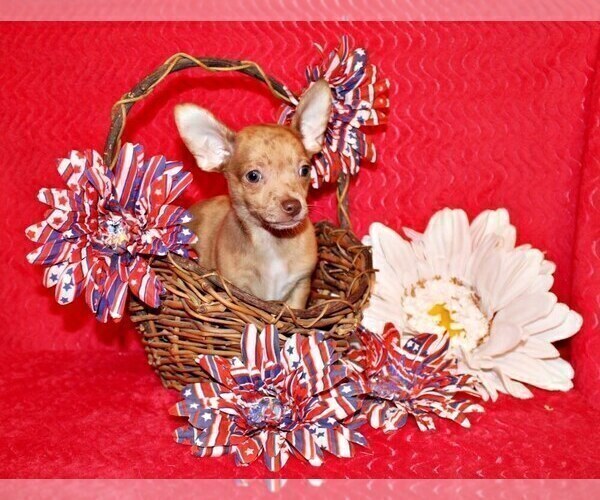Medium Photo #2 Chihuahua Puppy For Sale in CHARLESTON, AR, USA