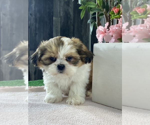 Medium Photo #1 Shih Apso Puppy For Sale in CANOGA, NY, USA