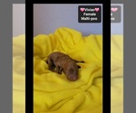 Small #1 Maltipoo (Toy)