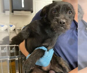 Mutt Dogs for adoption in San Bernardino, CA, USA