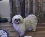 Small Photo #1 Shih Tzu Puppy For Sale in CARROLLTON, GA, USA