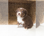 Puppy Rowan Australian Shepherd