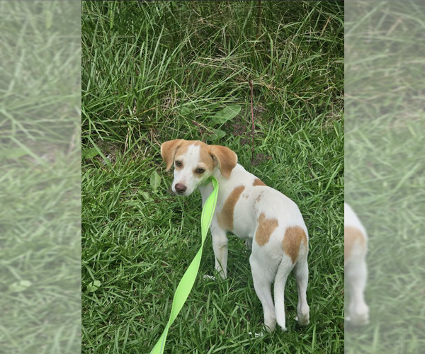 Medium Photo #3 Chiweenie Puppy For Sale in Cranston, RI, USA