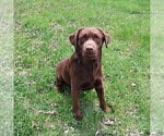 Small Photo #1 Labrador Retriever Puppy For Sale in SYRACUSE, IN, USA