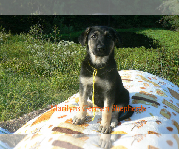 Medium Photo #5 German Shepherd Dog Puppy For Sale in PIEDMONT, MO, USA