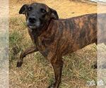 Small #2 Dutch Shepherd  Mix