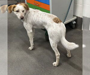 --Unknown Mix Dogs for adoption in Forestville, MD, USA