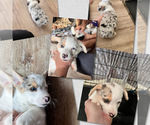 Small Photo #1 Cardigan Welsh Corgi Puppy For Sale in FRESNO, CA, USA