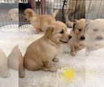 Puppy Mr Yellow Golden Retriever