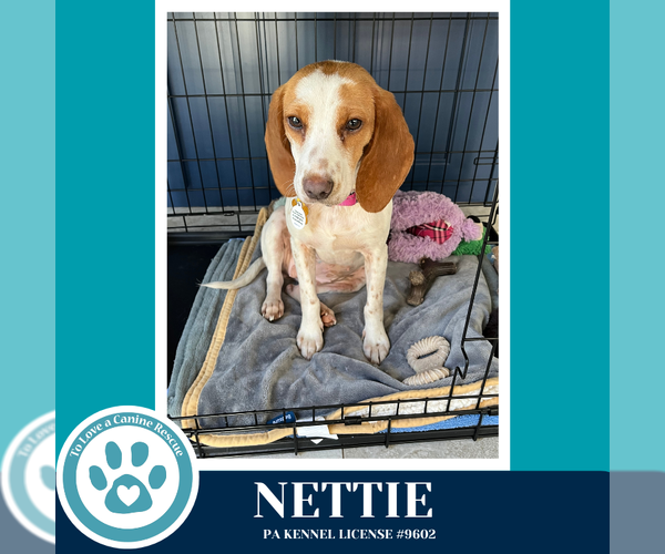 Medium Photo #2 Beagle-Unknown Mix Puppy For Sale in Kimberton, PA, USA