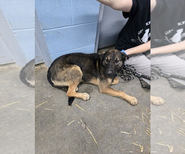 Medium Photo #1 Mutt Puppy For Sale in Evansville, IN, USA