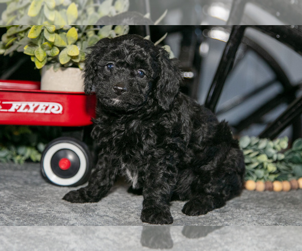 Medium Photo #2 Labradoodle-Poodle (Miniature) Mix Puppy For Sale in MIDDLEBURY, IN, USA