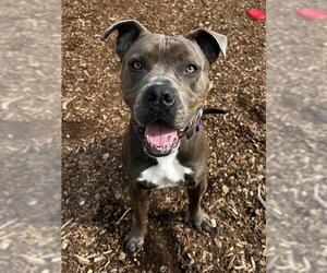 American Pit Bull Terrier-Unknown Mix Dogs for adoption in Waterford, VA, USA