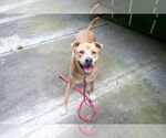 Small #1 Labrador Retriever Mix