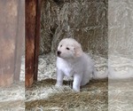 Small Photo #17 Great Pyrenees Puppy For Sale in RONAN, MT, USA