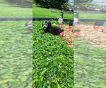 Small #1 Poodle (Miniature)-Poodle (Toy) Mix