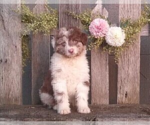Aussiedoodle Miniature Puppy for sale in FREDERICKSBURG, OH, USA