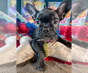 French Bulldog Puppy for sale in HEATHROW, FL, USA