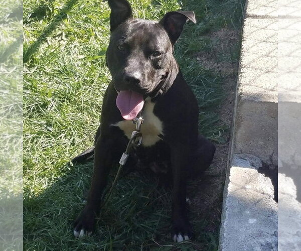 Medium Photo #9 American Pit Bull Terrier-Unknown Mix Puppy For Sale in Germantown, OH, USA