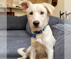 Huskimo Dogs for adoption in Corona, CA, USA