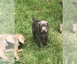 Small Photo #4 Weimaraner Puppy For Sale in NEW KINGSTON, NY, USA