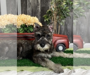 Schnauzer (Miniature) Puppy for sale in CANOGA, NY, USA