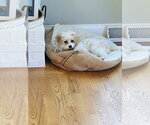 Small #1 Cavachon