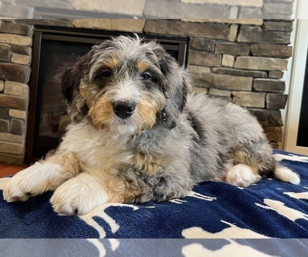 Medium Photo #1 Bernedoodle Puppy For Sale in NOBLESVILLE, IN, USA