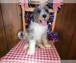 Small Photo #96 Bernedoodle (Miniature) Puppy For Sale in BLACK FOREST, CO, USA