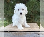Enzo - Male Maltese Puppy for Sale - Photo #5