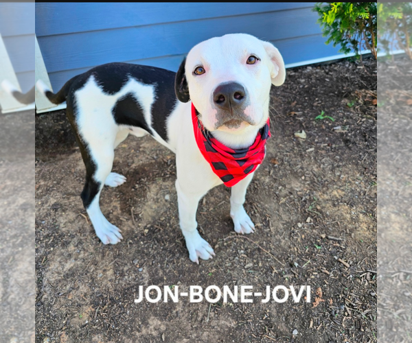 Medium Photo #1 American Bulldog-Unknown Mix Puppy For Sale in Maryville, TN, USA