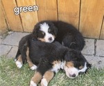 Small #13 Bernese Mountain Dog