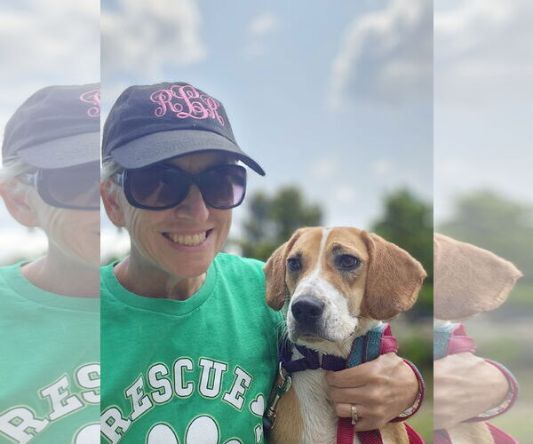 Medium Photo #5 Beagle Puppy For Sale in Thomasville, NC, USA
