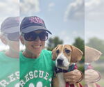 Small #4 Beagle