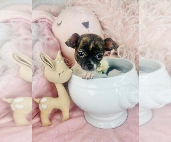 Medium Photo #1 Chihuahua Puppy For Sale in DACULA, GA, USA