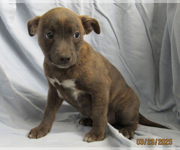 Medium Photo #4 Mutt Puppy For Sale in Conroe, TX, USA