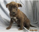Small #3 Mutt